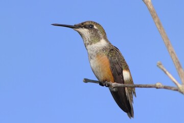 Bird in its natural habitat