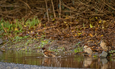 heron  on the street