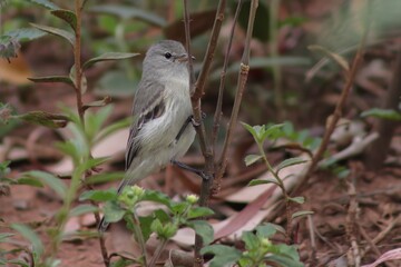 Bird in its natural habitat