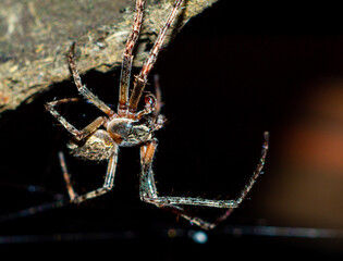 Pająk siedzący na sieci pajęczej i betonie, zdjęcie makro, czarne tło