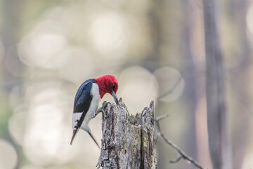 Red-headed woodpecker