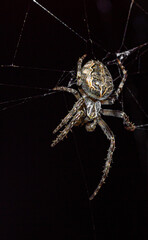 Pająk siedzący na sieci pajęczej, zdjęcie makro, czarne tło