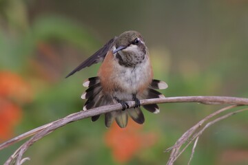 Bird in its natural habitat