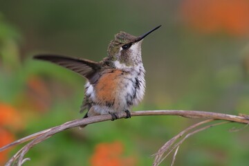 Bird in its natural habitat