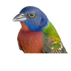 isolated bunting bird macro photo illustration, spring illustration, PNG, up close, Transparent Background, vertical, horizontal, Emberiza bird, generative ai