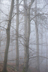 morning in the forest