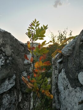 autumn in the fortress 