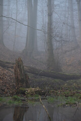 Obraz premium fog in the forest