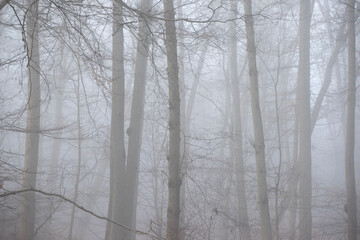 Fototapeta na wymiar forest in winter