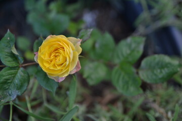 gelbe Rose