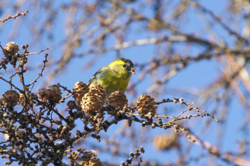 落葉松の木の枝にとまるマヒワ