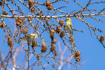 落葉松の木の枝にとまるマヒワ