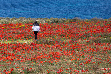girl in poppy field