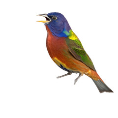 Obraz premium isolated bunting bird macro photo illustration, spring illustration, PNG, up close, Transparent Background, vertical, horizontal, Emberiza bird, generative ai