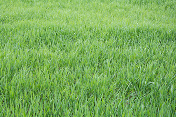 natural green grass foliage background or texture