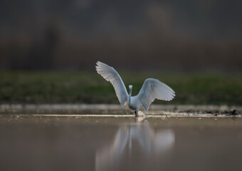 Little Egret Fishing in Sunrise 