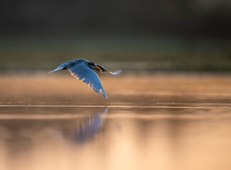 River tern flying over lake 