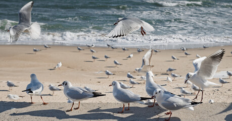 Seagulls on the pier near the sandy shore