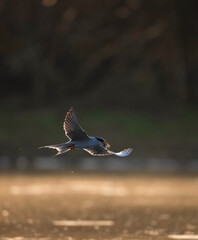 River tern Flying with fish in morning 