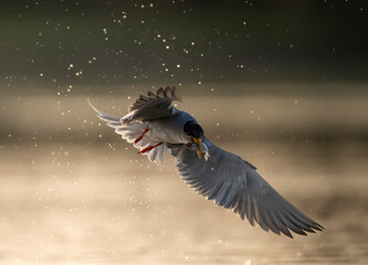 Fototapeta premium bird in flight with fish in beak 