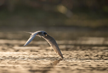 River tern Flying over water in Sunrise 