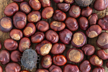 Roasted sweet chestnuts on grey rustic wooden table. Top view