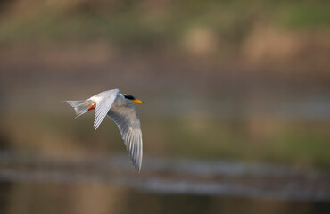River tern flying 