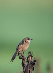 Striated Grassbird (Megalurus palustris) 