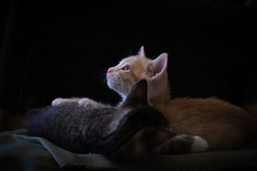 two kittens resting with black background