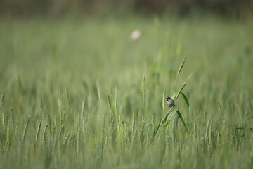 House Sparrow in Wheat field