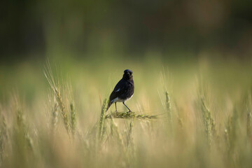 Pied bush chat bird in Wheat fields