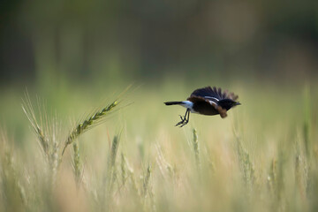 Pied Bush chat Flying over Wheat field