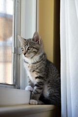 kitten looking out window