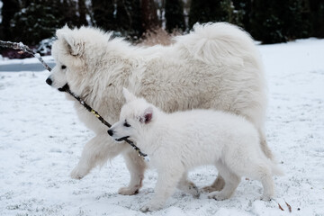dog friends in snow