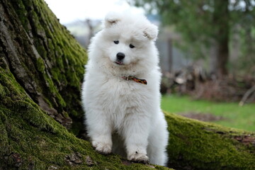 white dog - samoyed puppy