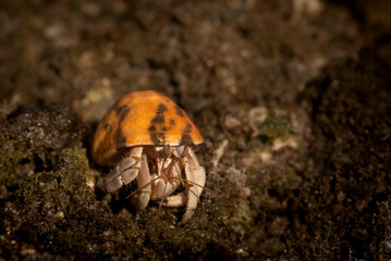 Hermit crab. There are up to 500 species of hermit crabs. They are also often called crayfish. They have a soft bottom, which they hide in the shells of other animals.