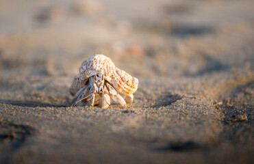 Hermit crab. There are up to 500 species of hermit crabs. They are also often called crayfish. They have a soft bottom, which they hide in the shells of other animals.