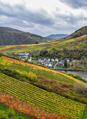 Bruttig-Fankel village berween steep vineyards on a Moselle river during a cloudy autumn day in...