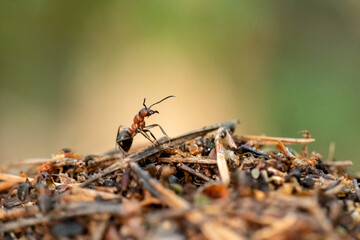 Formica rufa - red wood ant - Rote Waldameise