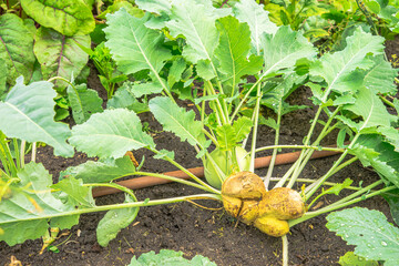 Mixed vegetable garden with damaged Kohlrabi head splitted  and rain water drops on plant steams...