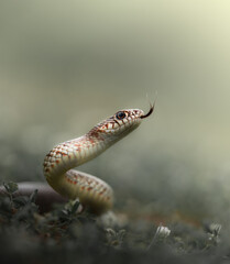 Close-up macro shot of aggressive Caspian whipsnake (Dolichophis caspius) in attack position isolated on green background flicking out its tongue.