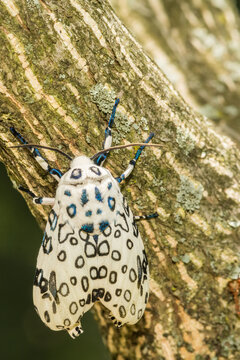 Giant Leopard Moth - Hypercompe scribonia