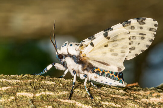 Giant Leopard Moth - Hypercompe scribonia