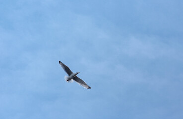 seagull in flight