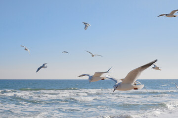 Seagulls gracefully soaring in the air over the sea coast, sea waves in the rays of the sun