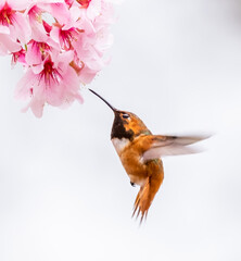 hummingbird and flower