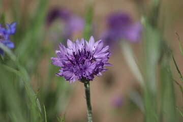 Flowers in close up