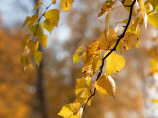 Obraz premium Yellow birch leaves, close-up. Autumn in Russia. Autumn leaves