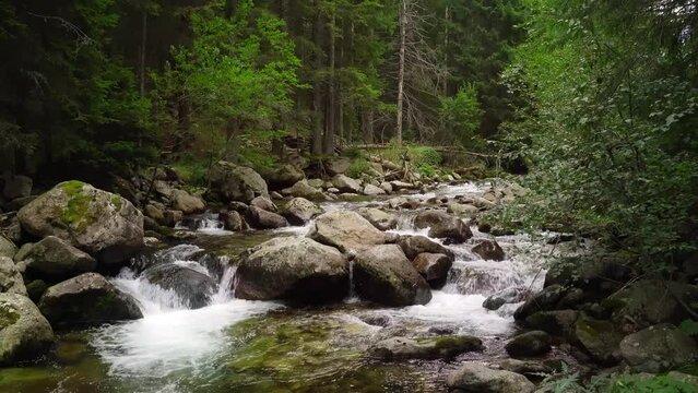 Beli iskar river in Bulgaria running through stones in green forest.