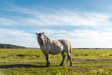 Semi-wild konik polski horse at Engure Lake Nature Park, Latvia © Julija